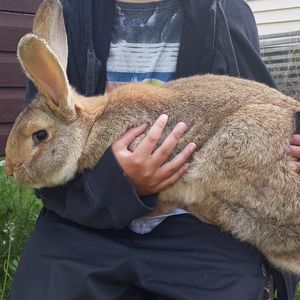 Meet your Posher, Samantha